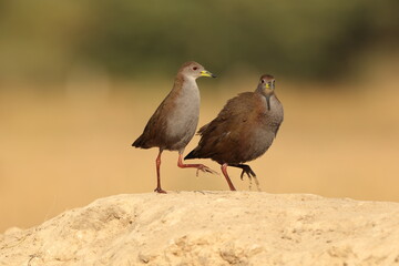 Obraz premium The brown crake (Zapornia akool), or brown bush-hen, is a waterbird in the rail and crake family (Rallidae) found in South Asia.