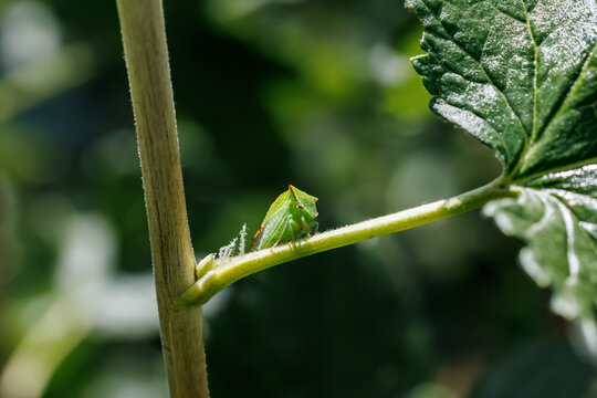 Buffalo treehopper (Stictocephala bisonia) sitting on green plant stem close-up, macro insect photography
