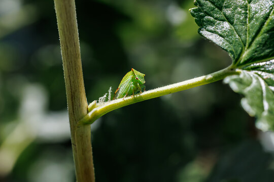 Buffalo treehopper (Stictocephala bisonia) sitting on green plant stem close-up, macro insect photography