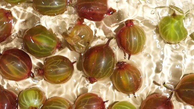 Fresh gooseberries floating in rippling water, slowmo video.