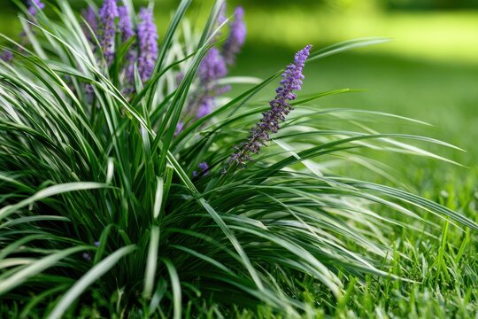 Summer garden scene highlighting liriope leaves and purple flower spikes against a vibrant grass lawn