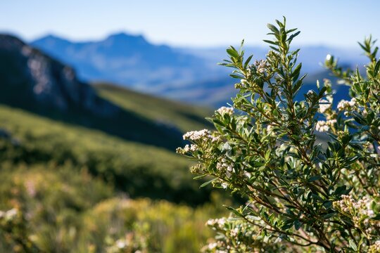 Sunlit buchu plant blooming among green hills and distant peaks in the Cape region