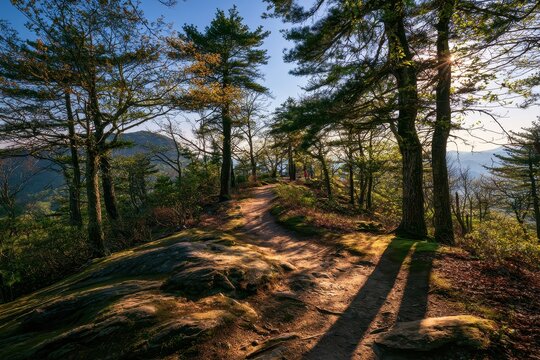 Sunlit forest path at Jump Off Rock overlook, Hendersonville, North Carolina