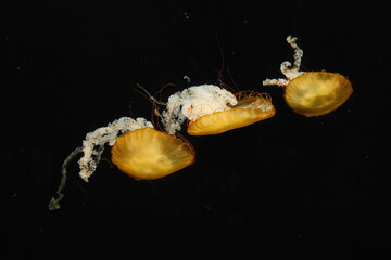 Three golden jellyfish floating in dark ocean water © Nattapong.S