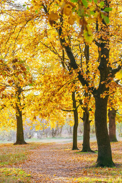 Large oak tree with vibrant golden autumn leaves beside a winding forest path in warm sunlight. Scenic fall landscape with colorful foliage in a peaceful woodland park.