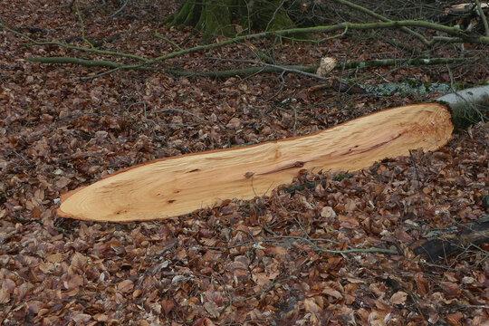 Gef&auml;llter und zers&auml;gter Baumstamm der Rotbuche mit Jahresringen, Fagus sylvatica