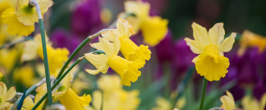 Yellow Daffodils flower Banner blossom botanical garden beautiful petal floral green park. Yellow blooming amazing landscape spring garden. Summer spring blossom Daffodils easter flower garden bloom