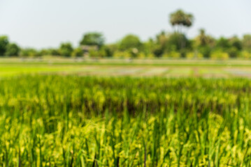 Obraz premium Asian golden rice paddy field vietnam green farm. Eco agriculture rice landscape concept. Harvest agriculture planting cultivation gold, green rice terraces organic farm with tropical natural sunrise