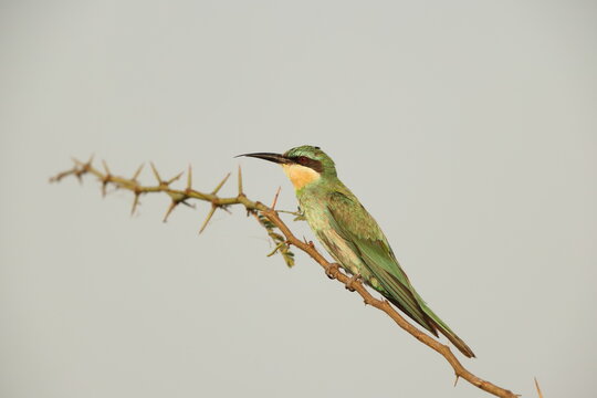 The blue-cheeked bee-eater (Merops persicus persicus) is a species of bee-eater that breeds in Northern Africa and the Middle East from eastern Turkey to Kazakhstan and India.