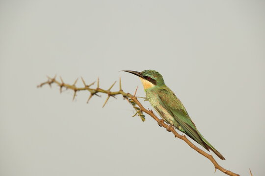 The blue-cheeked bee-eater (Merops persicus persicus) is a species of bee-eater that breeds in Northern Africa and the Middle East from eastern Turkey to Kazakhstan and India.