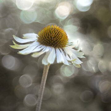 White-flowering coneflower (Echinacea) against a blurred background with spots of light.