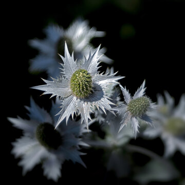 Close-up of a sea holly. Other blossoms blurred in the background.