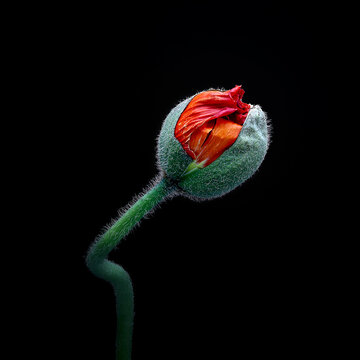 Opening poppy blossom against a black background