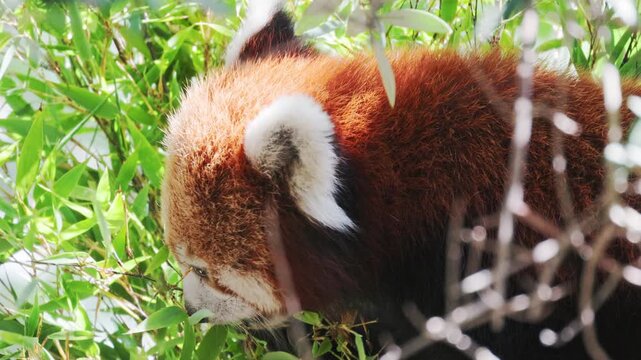 Red panda forages among green bamboo leaves, showcasing its distinctive fur and playful demeanor in a lush outdoor environment with sunlight filtering through foliage