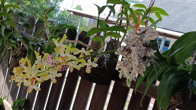 Yellow Dendrobium orchid flowers blooming in hanging basket close up