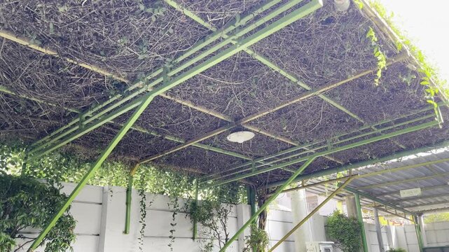 Green Vine Plants Growing on Metal Canopy in Front Yard