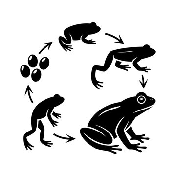 frog on white