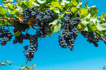 Naklejka premium Close up of ripe black grapes growing in clusters on green vine in sunny vineyard.