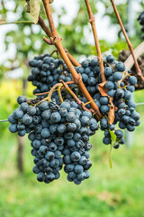 Obraz premium Close up of ripe black grapes growing in clusters on green vine in sunny vineyard.