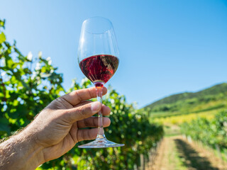 Obraz premium Hand holding glass of red wine against backdrop of sunny vineyard rows.