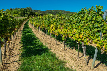Obraz premium Wide panorama of green vineyard rows stretching across countryside under clear blue sky.