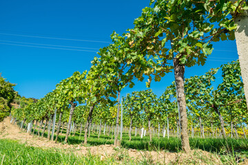 Obraz premium Wide panorama of green vineyard rows stretching across countryside under clear blue sky.