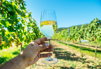 Obraz premium Hand holding glass of chilled white wine in front of lush green vineyard.