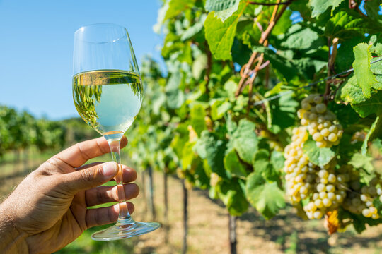 Hand holding glass of chilled white wine in front of lush green vineyard.