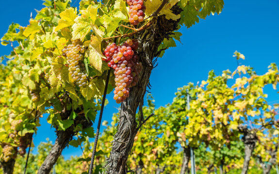 Ripe white grapes hanging in clusters on vine branch in sunny vineyard.