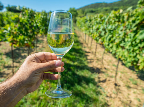 Hand holding glass of chilled white wine in front of lush green vineyard.