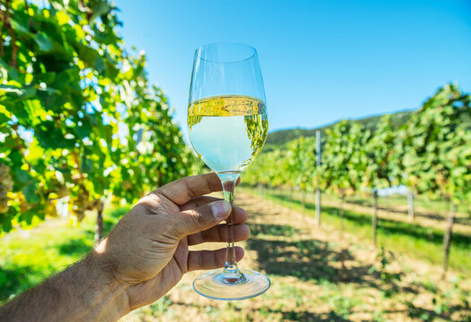 Hand holding glass of chilled white wine in front of lush green vineyard.