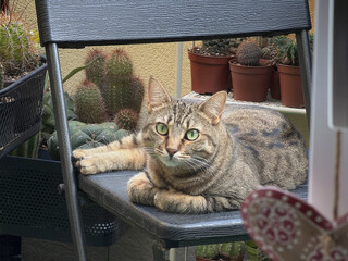 cat on the chair © picture10