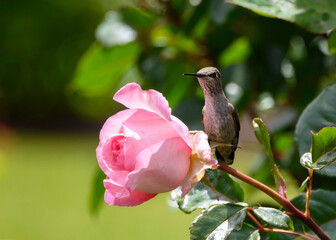 Hummingbird resting on a pink rose in a garden during daytime © Judit