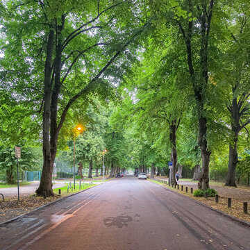 tree lined urban avenue with lush green canopy in a peaceful city park