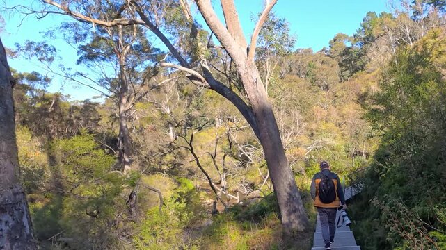 Man Hiking on Boardwalk Through Eucalyptus Forest in Wentworth Falls
