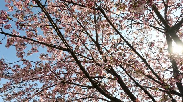 Pink Cherry Blossoms Blooming Under Bright Sun in Tokyo Japan