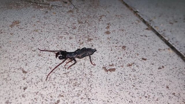 Ketonggeng or or Whip Scorpion that crawls on the ground on dirt.