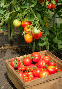 wooden box with fresh picking red ripe tomatoes in greenhouse, natural background. gardening vegetable harvest season. cultivation of useful healthy organic vegetables