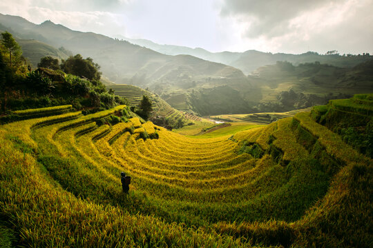 Golden ripe rice terraces in Mu Cang Chai, Vietnam. Iconic autumn landscape and famous travel destination.