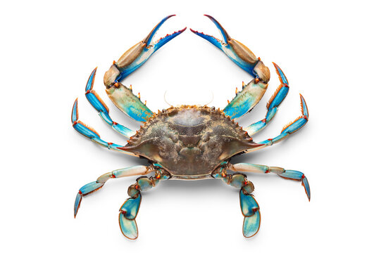 Fresh blue crab isolated on white background, top view