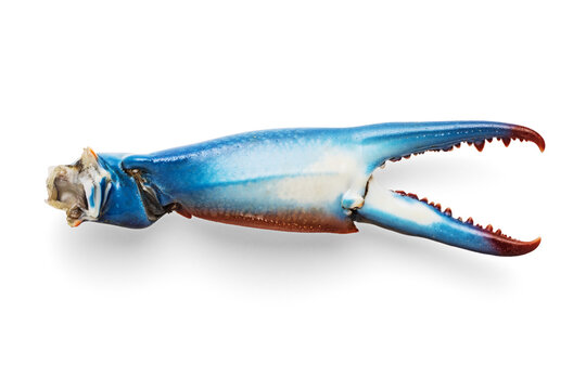 Blue crab claw isolated on white background