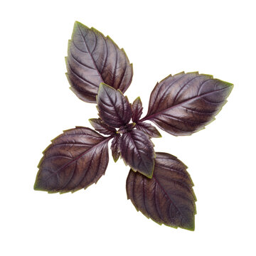 Fresh sprig of purple basil with large vibrant maroon leaves featuring detailed veins on a minimalist solid white background, concept of culinary organic freshness