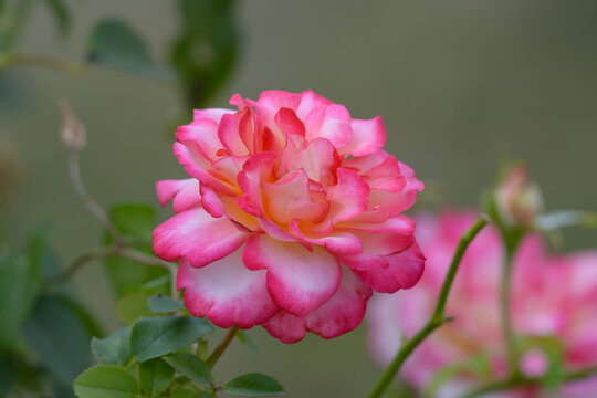 rose de couleurs rose fluo