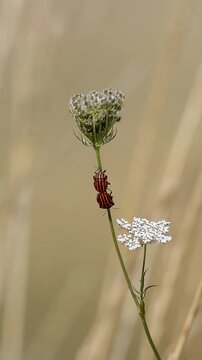 punaises arlequin qui montent le long d'une tige de fleur