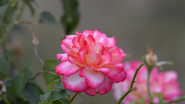 rose de couleur rose fluo