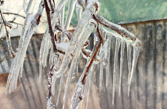 A tree branch with heavy icing The tree freezing branch covered with thick layer
