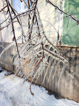A tree branch with heavy icing The tree freezing branch covered with thick layer