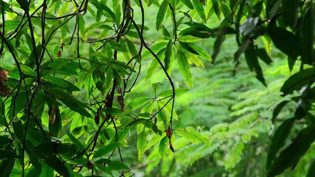 Rain drops fall on the green leaves in the mixed forest. green deciduous tree The rich natural ecosystem of the rainforest concept is all about conservation and natural reforestation.	