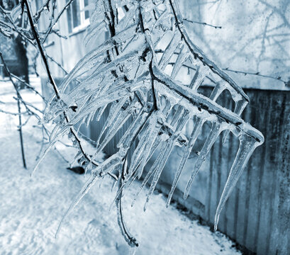 A tree branch with heavy icing The tree freezing branch covered with thick layer