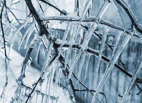 A tree branch with heavy icing The tree freezing branch covered with thick layer
